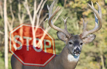 Stop That Deer!