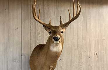 bigbuck411-article-230815.jpg